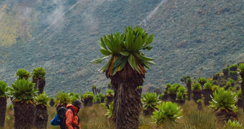 Prysmian Colombia recibe verificación oficial de su Huella de Carbono: un paso firme hacia la sostenibilidad Prysmian Colombia recibe verificación oficial de su Huella de Carbono: un paso firme hacia la sostenibilidad